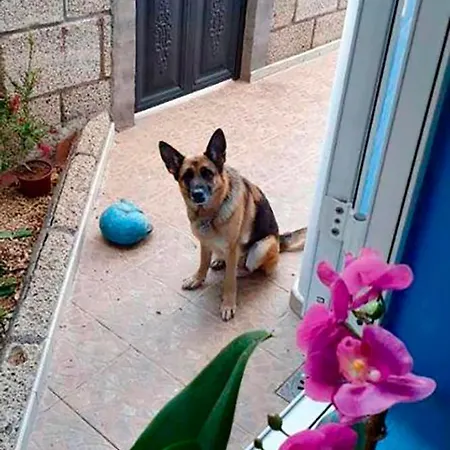 Tenerife * 산미겔데아보나