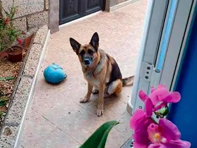 Tenerife * San Miguel de Abona